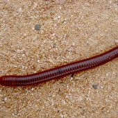 Regenworm